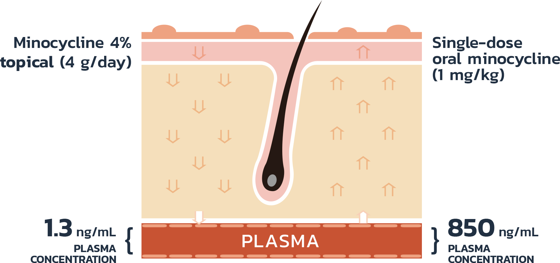 absorption graphic